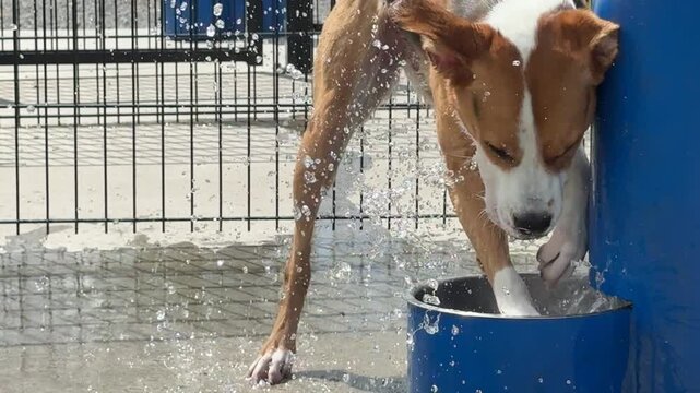 A happy, playful, lively dog splashing in the water at a public dog park on a hot day
