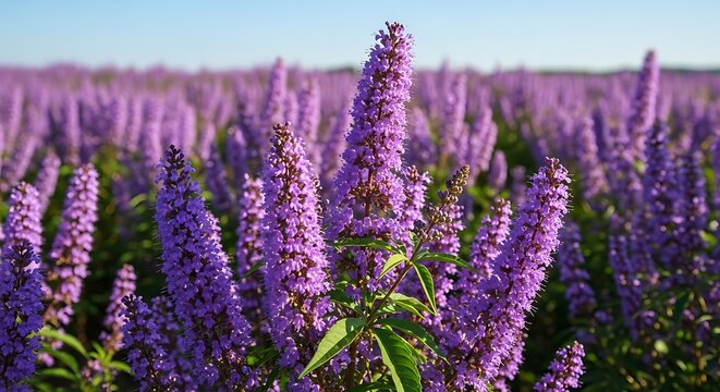 Field of Purple Flowers in Full Bloom Under a Clear Sky. - Powered by Adobe