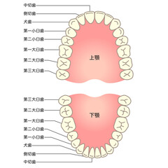 歯の名称　歯列 © koti