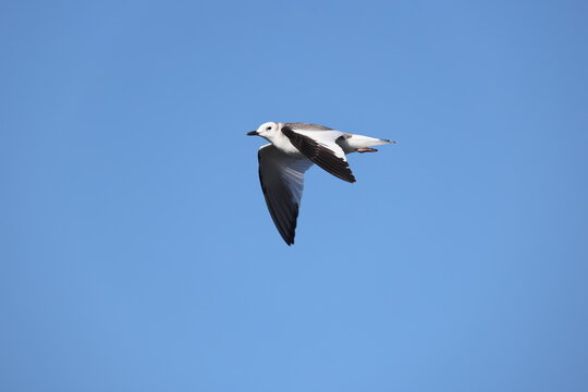Sabine's gull (Xema sabin) juvnile in Japan