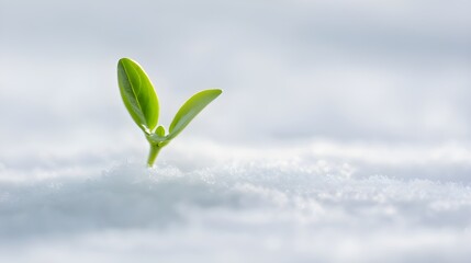 Recovery – Sprout Emerging Through Snow