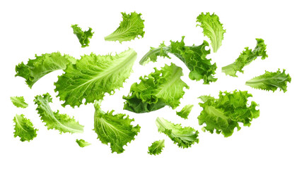 Fresh Green Lettuce Leaves Floating in Mid-Air on a White Background