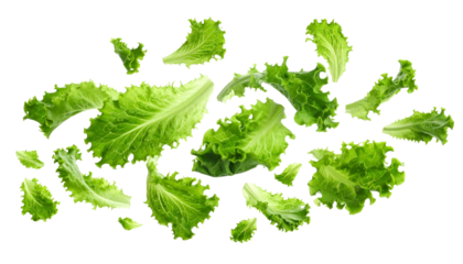 Fresh Green Lettuce Leaves Floating in Mid-Air on a White Background