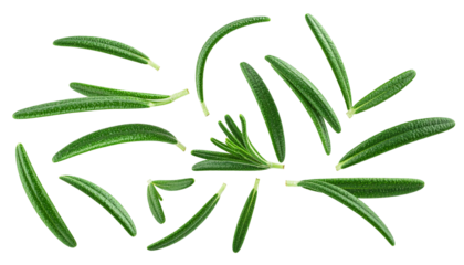 Rosemary Sprigs and Leaves Scattered on White Background, Aromatic and Fresh