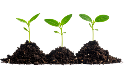 Three Young Plants Sprouting From Soil New Beginnings and Environmental Growth