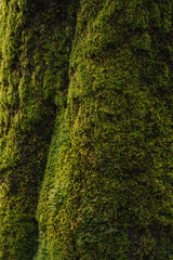 Macro nature pattern of moss and fallen autumn leaves