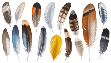 A Collection of Beautifully Detailed Bird Feathers in Various Colors and Patterns