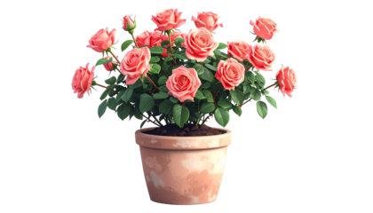 Blooming Pink Roses in a Terracotta Pot A Beautiful Symbol of Love and Nature