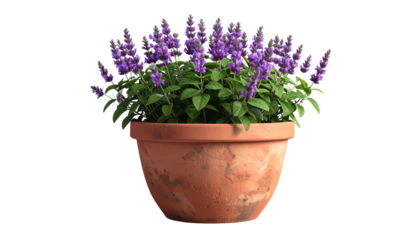 Potted purple salvia plant with green leaves in a terracotta pot isolated on a white background