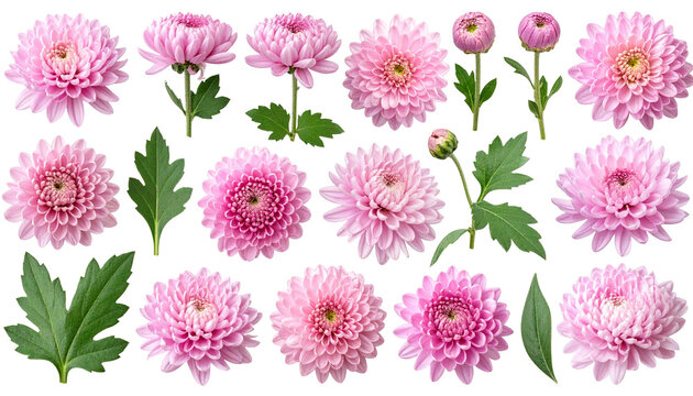 Collection of beautiful pink chrysanthemum blooms and fresh green foliage, isolated on white