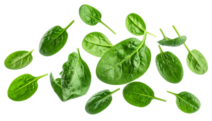 Fresh spinach leaves floating in the air, isolated on a clean white background