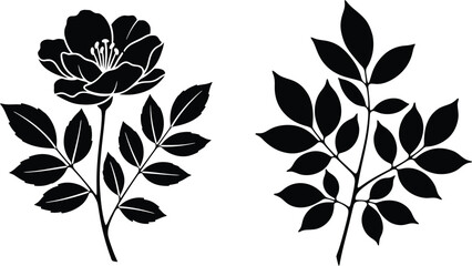 Elegant black and white floral illustrations with botanical elements for design