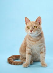 Ginger cat calmly sits with curled tail, looking relaxed.