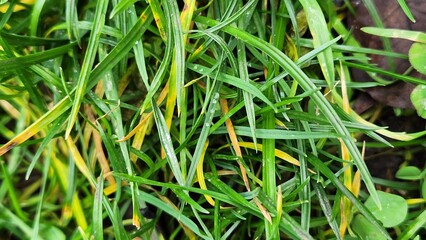 Close-up of lush green and yellowing lawn grass blades. Natural seasonal texture background showing both healthy growth and signs of decline or disease