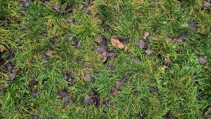 Top-down view of lush green grass scattered with dark brown autumn leaves. Natural seasonal ground texture background, symbolizing change and fall.