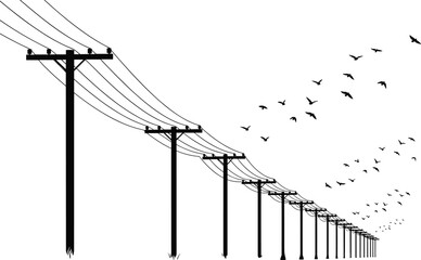 Electric power lines stretching into the distance, silhouetted wooden poles, flocks of migrating birds flying over rural landscape, telegraph wires infrastructure, nature