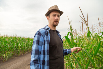 Fototapeta premium Young agronomist examines corn on agricultural land. Farmer in a corn field on a summer day.