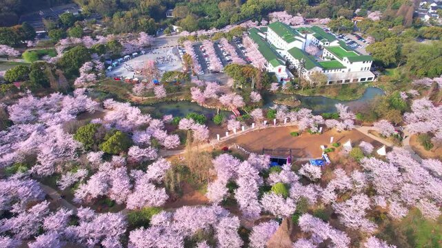 Wuhan East Lake ountain Cherry blossom Garden Spring Scenery
