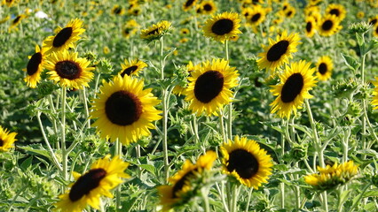 美しいヒマワリの花