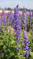 Obraz premium Purple lavender flowers bloom in field.