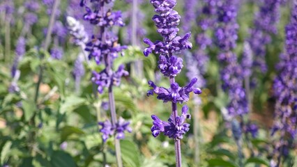Obraz premium Purple lavender flowers bloom in field.