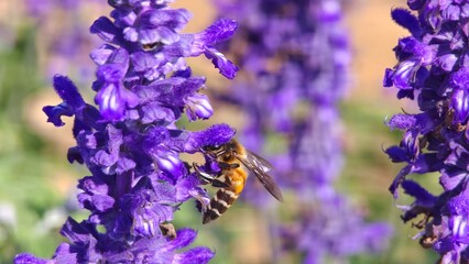 Bee pollinating purple lavender flowers.