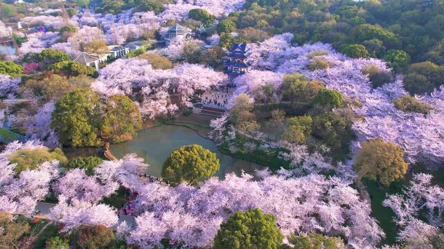 Wuhan East Lake ountain Cherry blossom Garden Spring Scenery