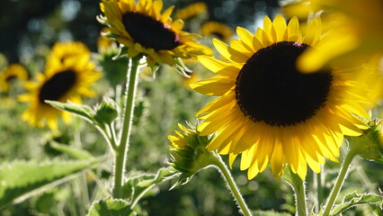 美しいヒマワリの花