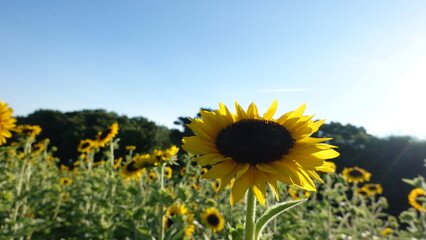 美しいヒマワリの花