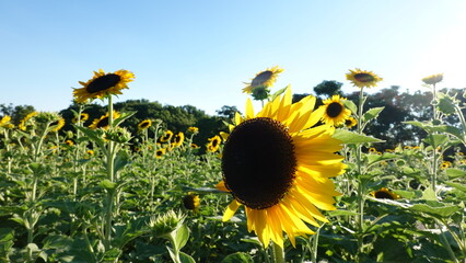 美しいヒマワリの花