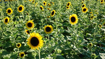 美しいヒマワリの花