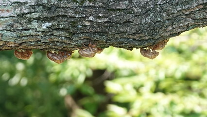 セミのぬけがら