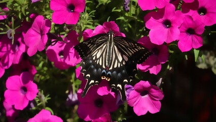 美しい花とアゲハチョウ