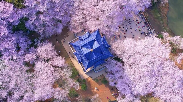 Wuhan East Lake ountain Cherry blossom Garden Spring Scenery