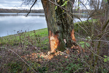 Fototapeta premium Traces of beavers in the flood forest of the new Eijsder Beemden nature reserve in winter, along the Maas river, a proven flood buffer for inland flood safety and habitat for beav