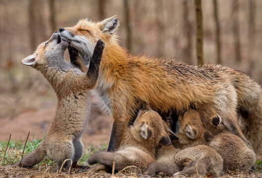 Wild red fox vixen nursing her rambunctious kits. 