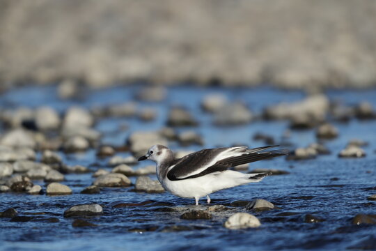 Sabine's gull (Xema sabin) juvnile in Japan