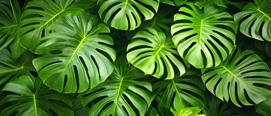 Vivid Tropical Palm Leaves Background Detail