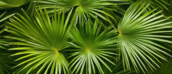 Lush Tropical Palm Fronds Background