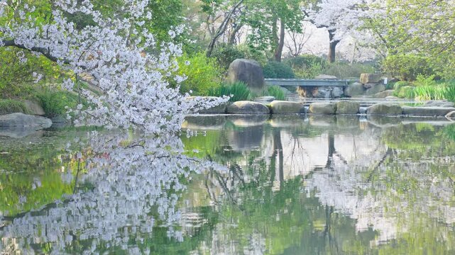 Wuhan East Lake ountain Cherry blossom Garden Spring Scenery