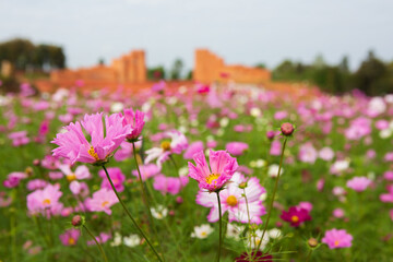 Fototapeta premium Cosmos Flower Garden on the mountain in Doi Saket District, Chiang Mai