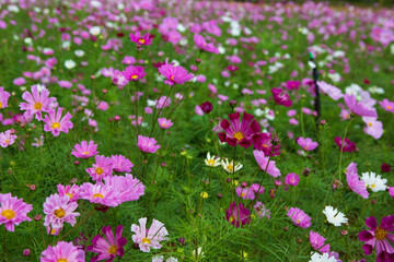 Naklejka premium Cosmos Flower Garden on the mountain in Doi Saket District, Chiang Mai