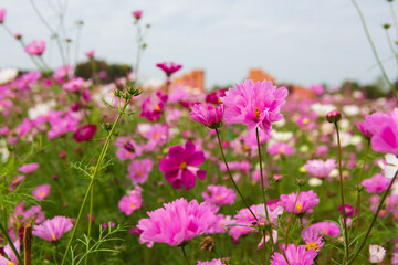 Obraz premium Cosmos Flower Garden on the mountain in Doi Saket District, Chiang Mai