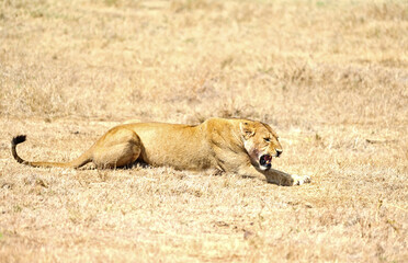 Wild African lions&nbsp;on the grass, Masai Mara. Kenya, Africa