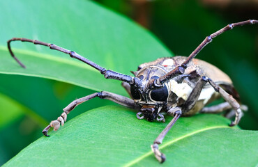 A multicolored brown insect with long antennae that crawls along leaves.