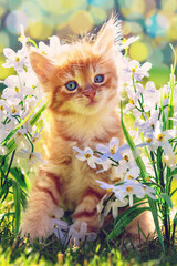 A cute little kitten sits on the grass among flowers in a summer garden