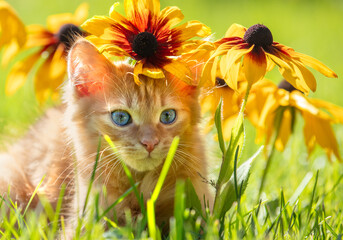 Cute little ginger kitten on a lawn with Rudbeckia hirta flowers in a summer garden