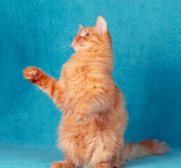 A portrait of a funny ginger longhaired cat begging indoors on a blue blanket. The cat is standing on its hind legs
