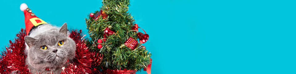 A charming blue British Shorthair cat covered in Christmas tinsel against a blue background. A cat wearing a Santa hat lies near a Christmas tree. Christmas concept