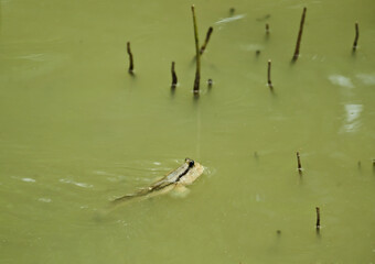 Giant mudskipper ( Periophthalmodon schlosseri ) in water, Thailand.